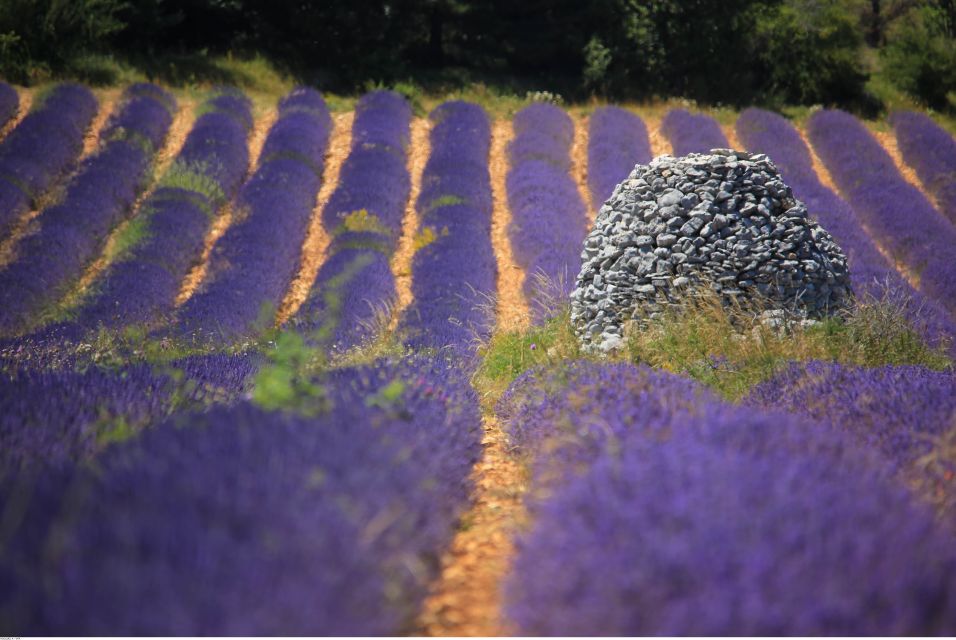 Ocean of Lavender in Valensole - Activity Provider: Provence Panorama