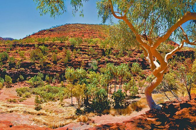Palm Valley 4WD Tour From Alice Springs - Traveler Reviews and Ratings