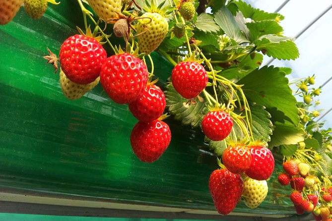 [Perfect Private Tour] Strawberry Farm & Nami Island & Lunch - What to Expect on Tour