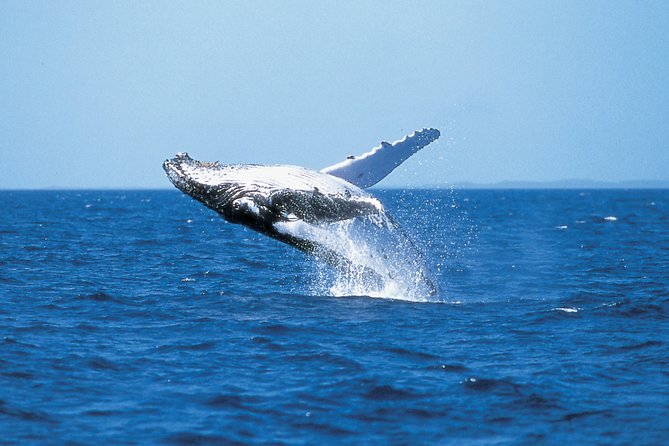 Phillip Island Whale Watching Tour - Reviews and Testimonials