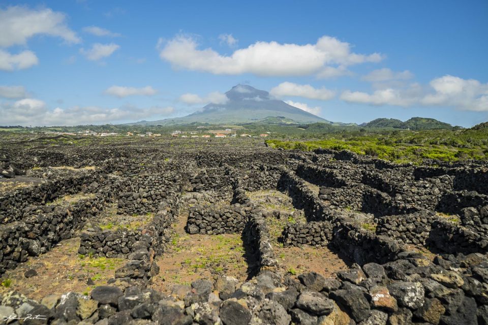 Pico Island: Full Day Wine Culture Tour - Meeting Point