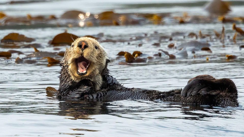 Port Hardy: Sea Otter and Whale Watching - Reservations and Meeting Point