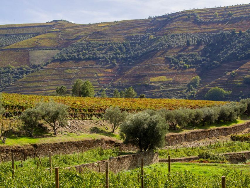 Porto: Douro Valley 2 Vineyards Tour W/ Lunch & River Cruise - Important Information