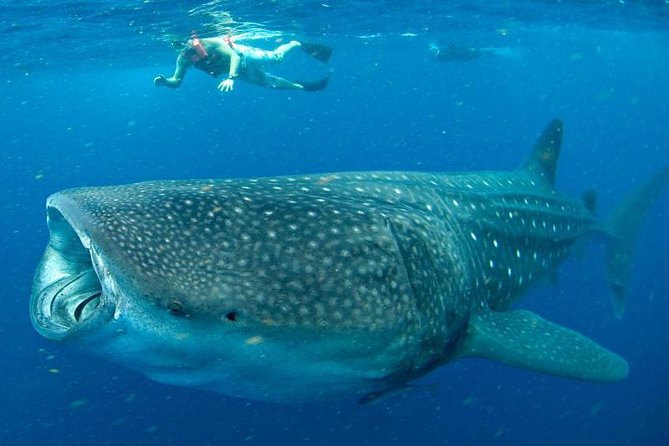 Private Whale Shark Ecofriendly Tour From Cancun - Environmental Conservation Efforts