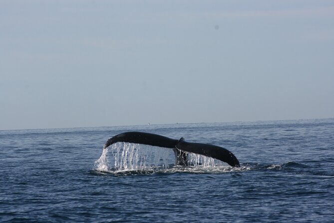 Private Whale Watching in San José Del Cabo - Pricing and Booking Information