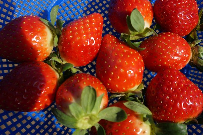 Strawberry Picking+Jam Making+Nami Island+Garden of Morning Calm Lighting Fest - Experience Highlights and Activities