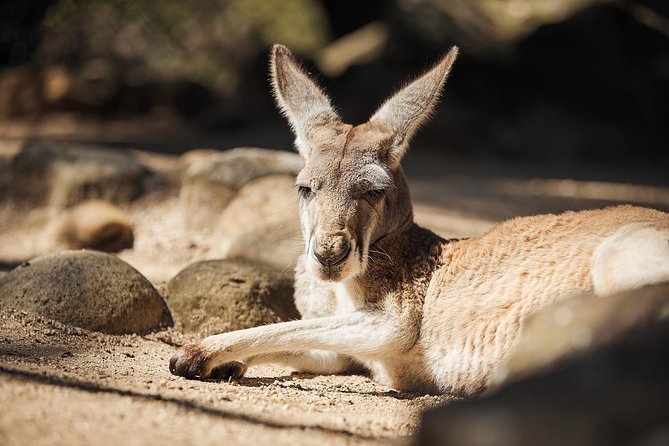 Sydney Taronga Zoos Aussie Backyard Adventure Tour - Reviews and Testimonials