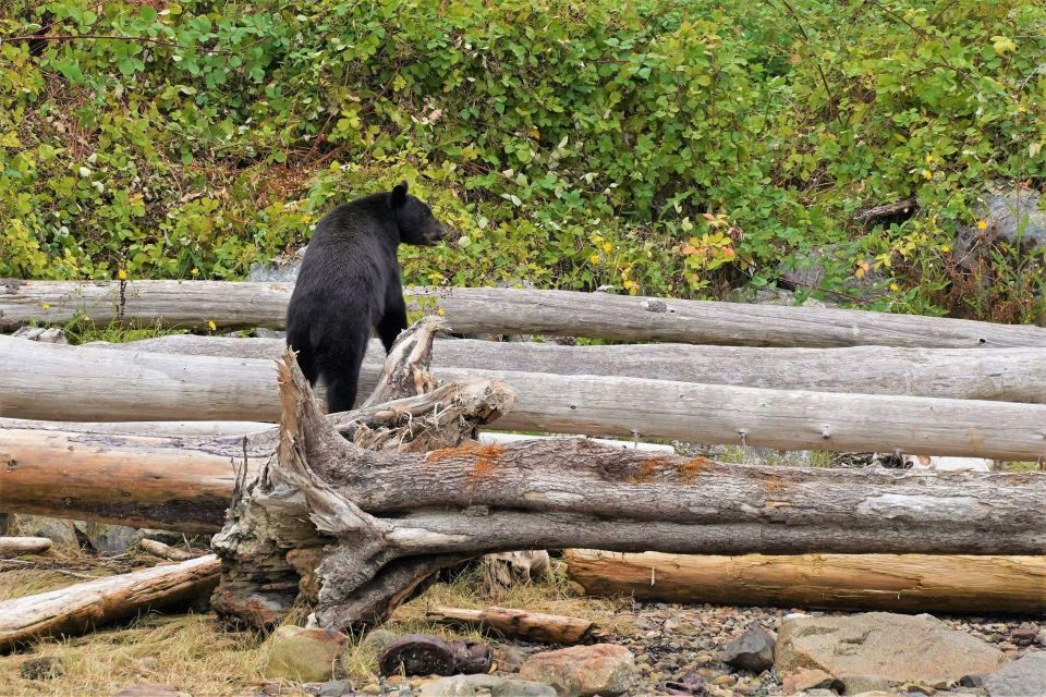 Vancouver Island: Spring Bears and Whales Full-Day Tour - Customer Reviews