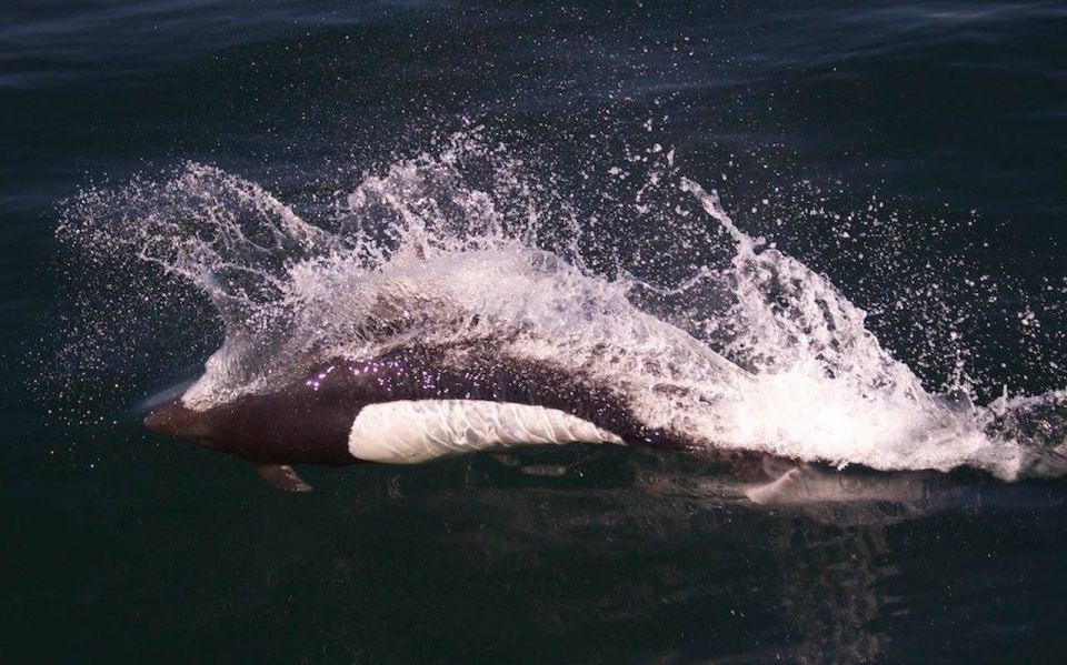 Victoria: Marine Wildlife & Whale Watch Tour - Customer Review