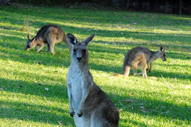 Walking With Wild Kangaroos Private Half-Day Trip From Sydney - Scenic Ferry Ride Back