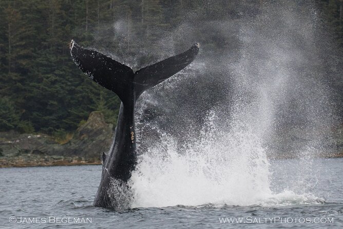 Whale-Watching, Icy Point, Hoonah , Whales, Orca, Killer-Whales. - Tour Highlights and Wildlife Encounters