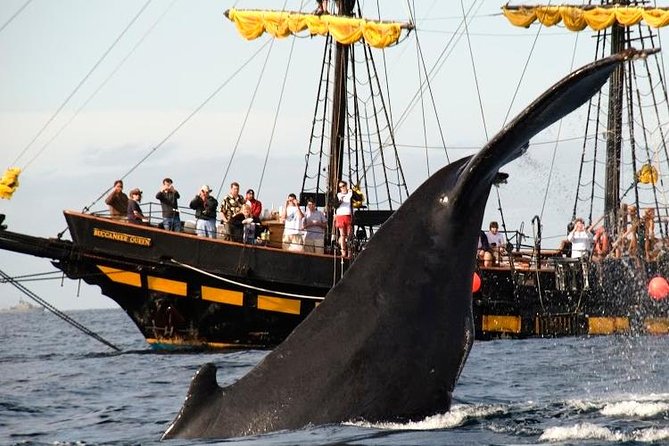 Whale-Watching Pirate Ship Cruise in Los Cabos - Company Details