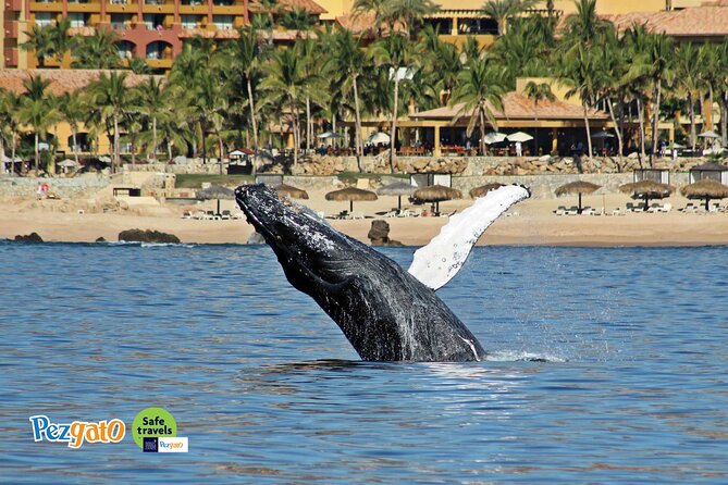 Whale Watching Tour in Los Cabos - Educational Insights