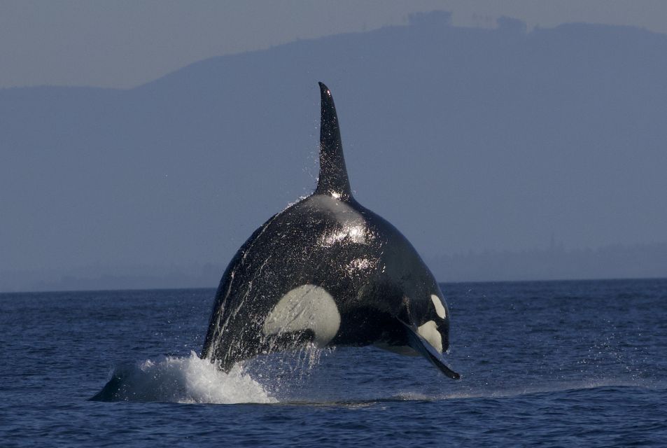 Whale Watching Tour in Victoria, BC - Customer Reviews