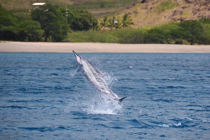 Wild Dolphin Watching and Snorkel Safari off West Coast of Oahu - Customer Reviews and Recommendations