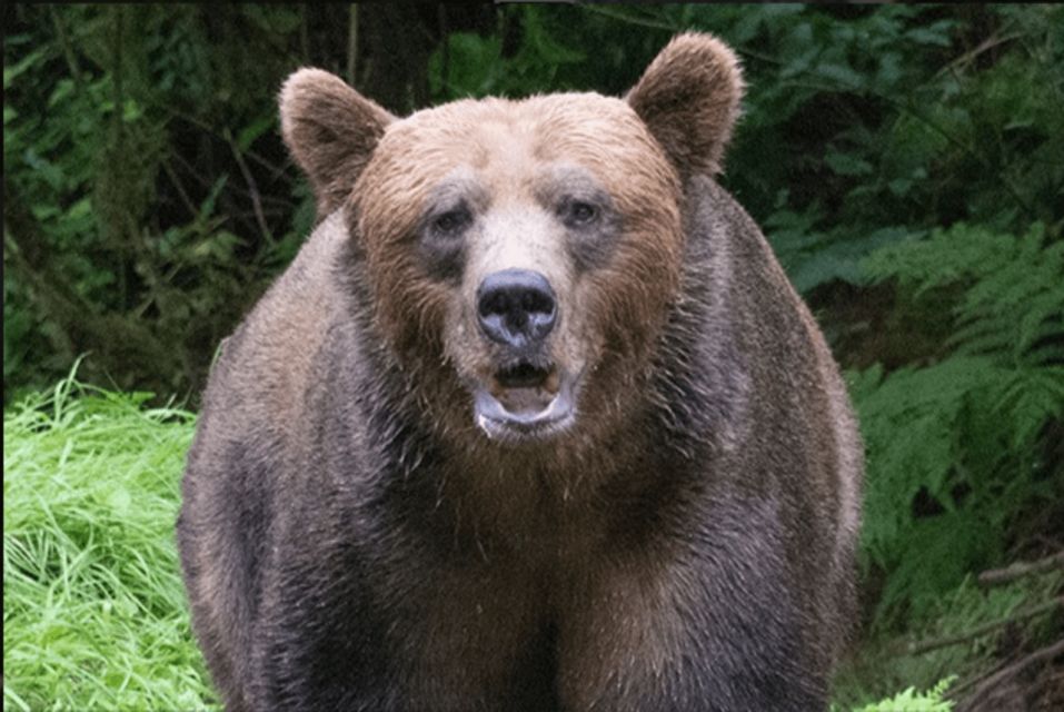 Wrangell: Anan Bear and Wildlife Viewing Adventure - Payment and Reservation