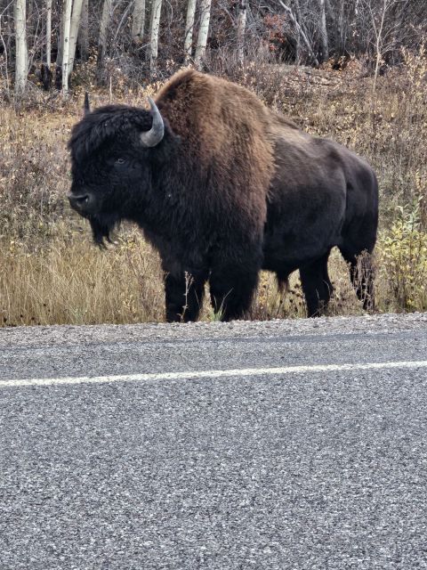 Yellowknife: Bison Highway Road Tour - Cancellation Policy and Language