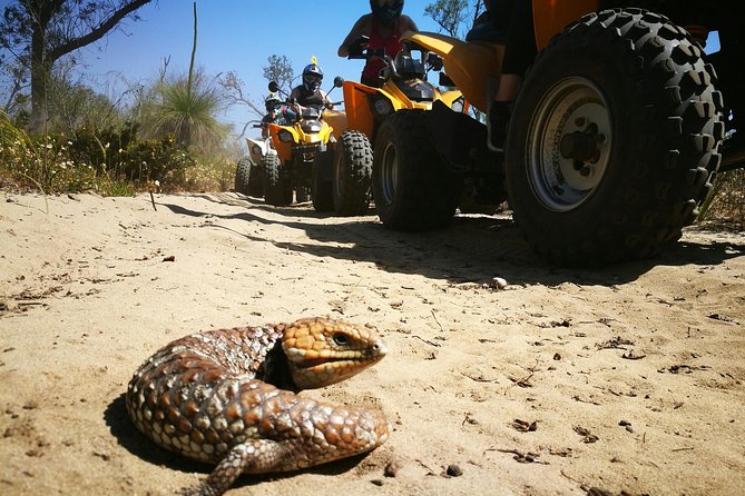 1 Hour Quad Bike Tours, Only 30 Minutes From Perth - What Other Travelers Say