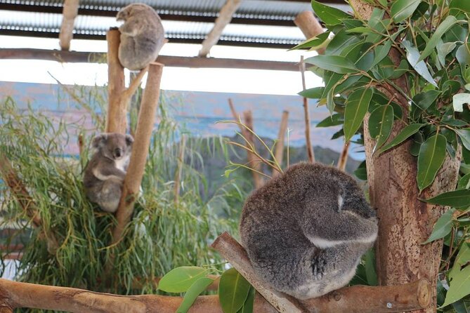 Blue Mountains ALL INCLUSIVE Day Tour With Free Koala Photo - Cancellation and Refund Policy