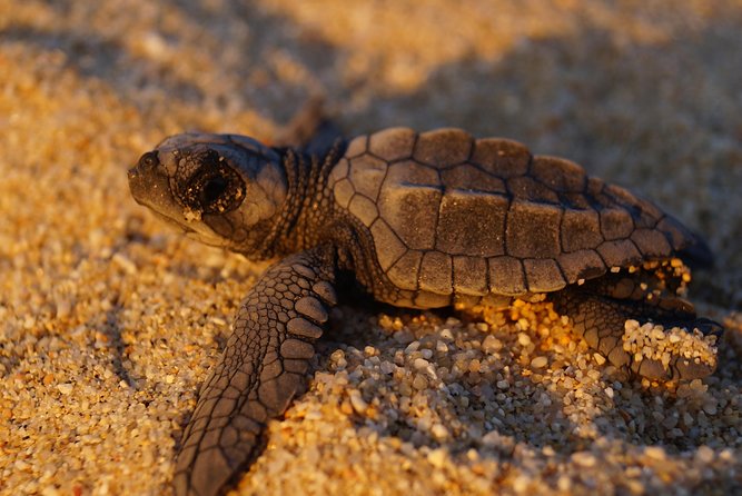 Cabo Sea Turtles Release With Marine Biologist  - Cabo San Lucas - Background Information