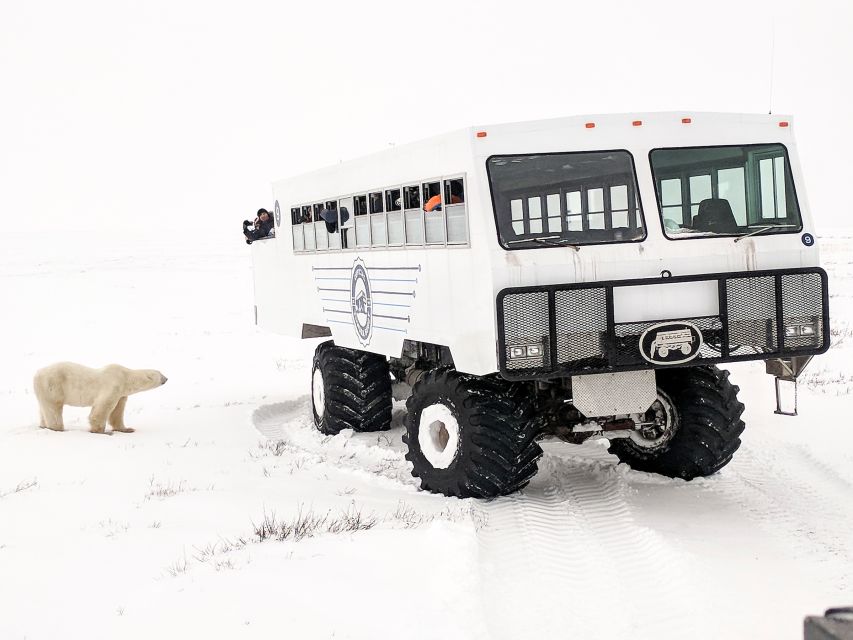 Churchill: Exclusive Tundra Buggy Day Trip - Common questions