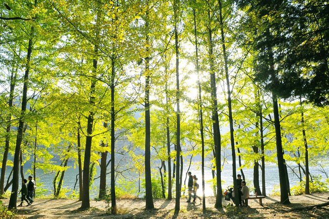 Day Trip to Nami Island With Rail Bike and the Garden of Morning Calm - What to Expect on Tour