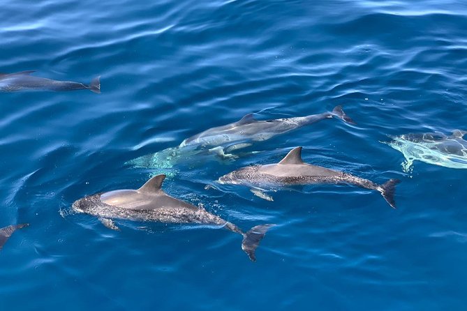 Dolphin Searching Tour in Puerto De Mogán (Keeper UNO Boat) - Directions and Additional Info