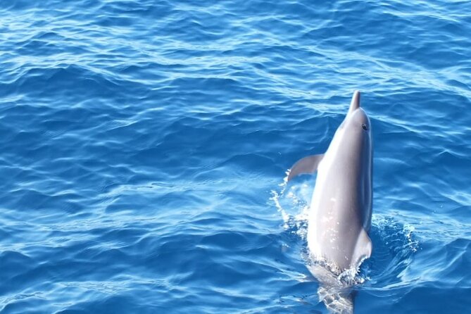 Dolphin Watching in Puerto Escondido - Additional Information