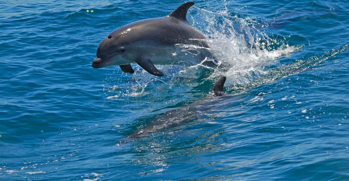 Dolphin Watching in the Wild - Half Day Private Tour - Price and Duration