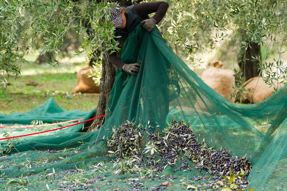 From Faro: Private Olive Oil Mill Tour With Tasting & Lunch - Additional Details