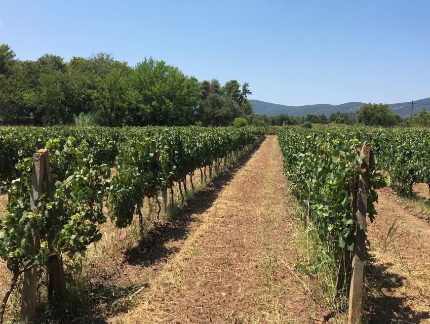 From Kalamata: Wine Tour & Tasting With Optional Lunch - Important Information