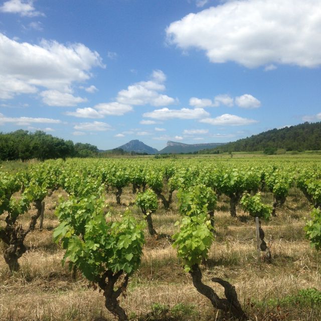 From Montpellier: Pic Saint-Loup Wine and Food Tour - Pic Saint-Loup Region Exploration