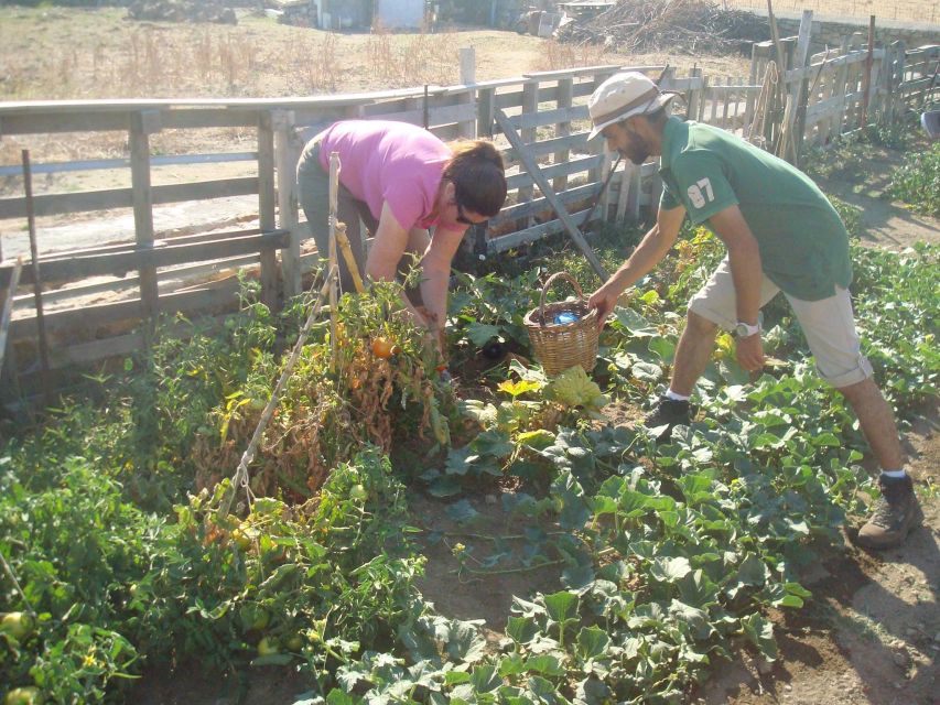 From Mykonos: Ano Mera Farm Tour - Common questions