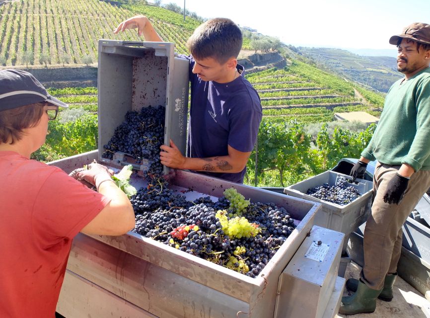 From Porto: Douro Region Private Food and Wine Day Tour - Important Information