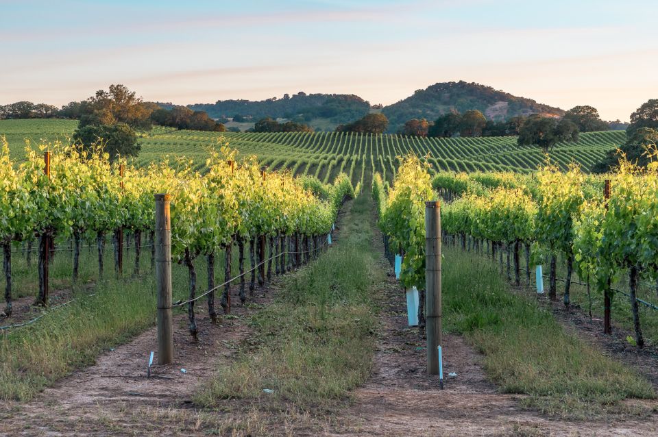 From San Francisco: Guided Napa & Sonoma Wine Country Tour - Experience Description