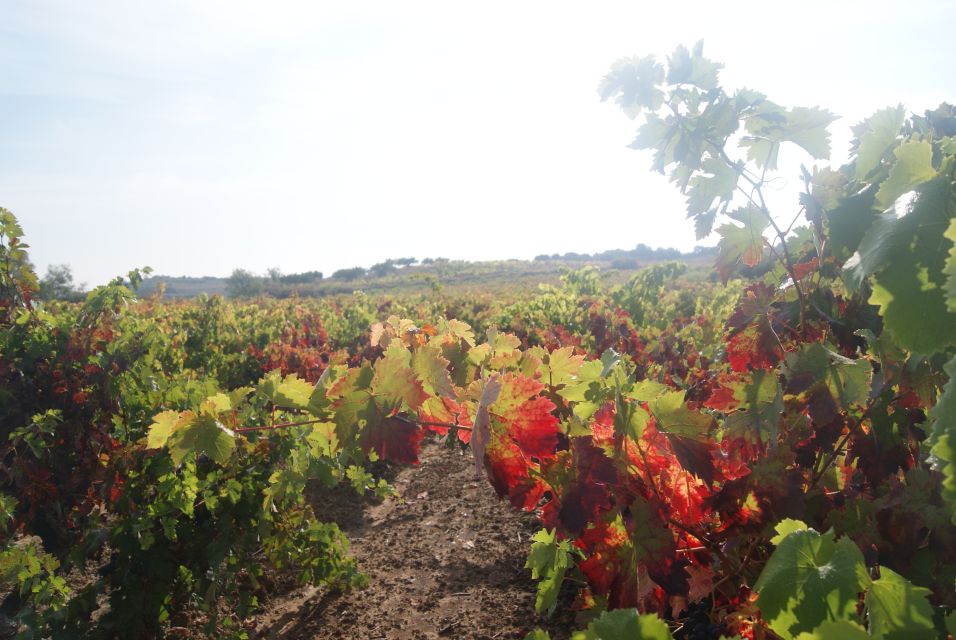 From San Sebastian/Bilbao/Vitoria: La Rioja Wineries Tour - Important Information