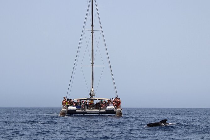 Fuerteventura: Magic Select Catamaran Trip With Food & Drinks - Final Words