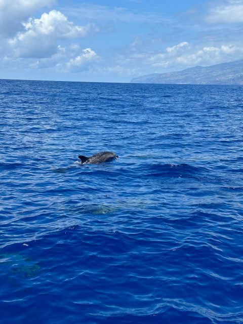 Funchal: Dolphins and Whales Watching Tour by RIB Boat - Direction to Marina