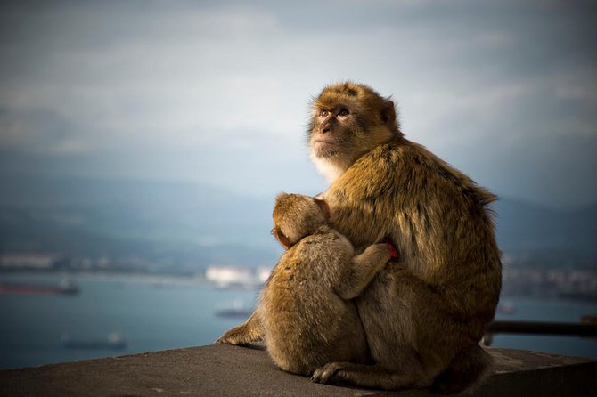 Gibraltar Rock Tour From Seville - Traveler Directions