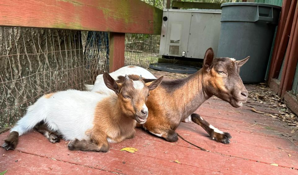 Houston: Adorable Mini Goats Experience E - Final Words