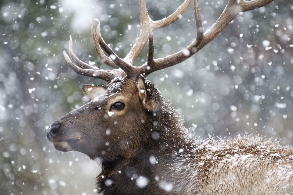 Jackson: Grand Teton and National Elk Refuge Winter Day Trip - Elk Refuge Visit