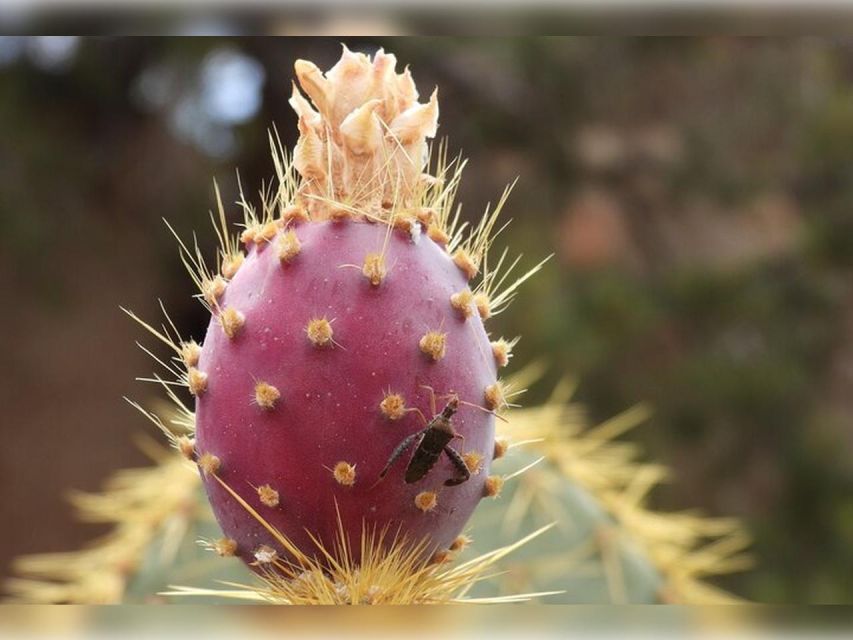 Joshua Tree: Half-Day Private Hike of the National Park - Traveler Reviews