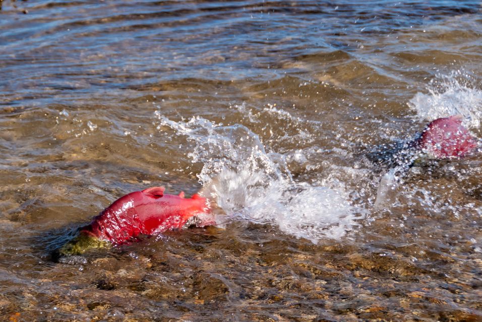 Kelowna: Mission Creek Salmon Run Audio Tour by E-Bike - Meeting Point and Important Info