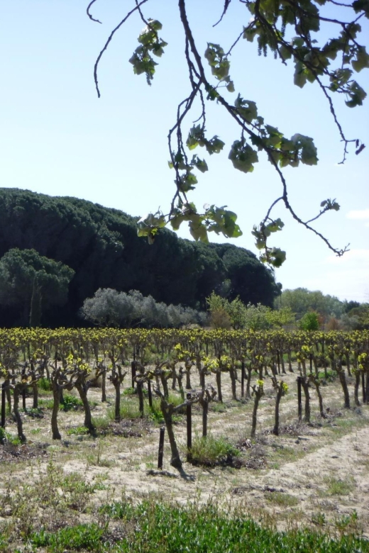 Le Grau Du Roi: Half-Day Tour of Camargue - Restrictions