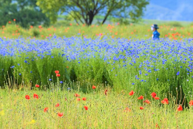 Lotus Flowers and Sunflower Field Tour From Busan - Cancellation and Refund Policy