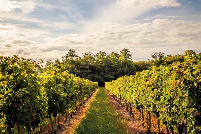 Médoc Region Half-Day Wine Tour With Winery Visit & Tastings From Bordeaux - Tour Pricing