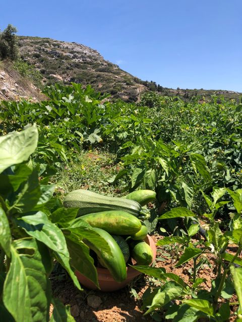 Melanes: Naxos Perivoli Farm & Cooking Class With Wood Fire - Important Information