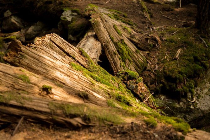 Mesmerizing Nature Walk in Lynn Canyon Park - Common questions