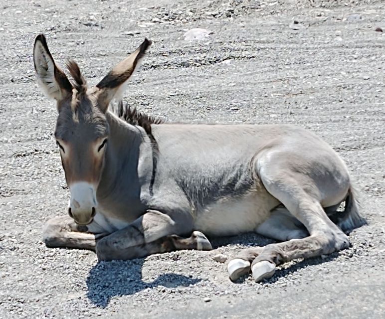 Oatman Mining Town/Burros/Route 66 Scenic View Tour SmGrp - Booking Details and Price