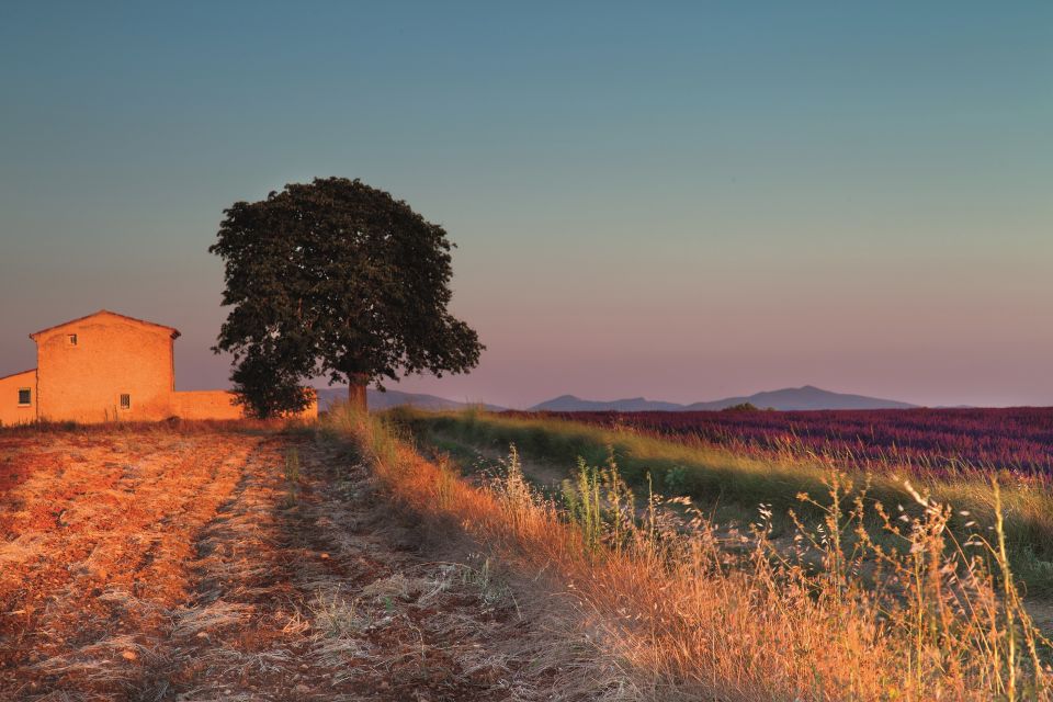 Ocean of Lavender in Valensole - Customer Reviews and Ratings